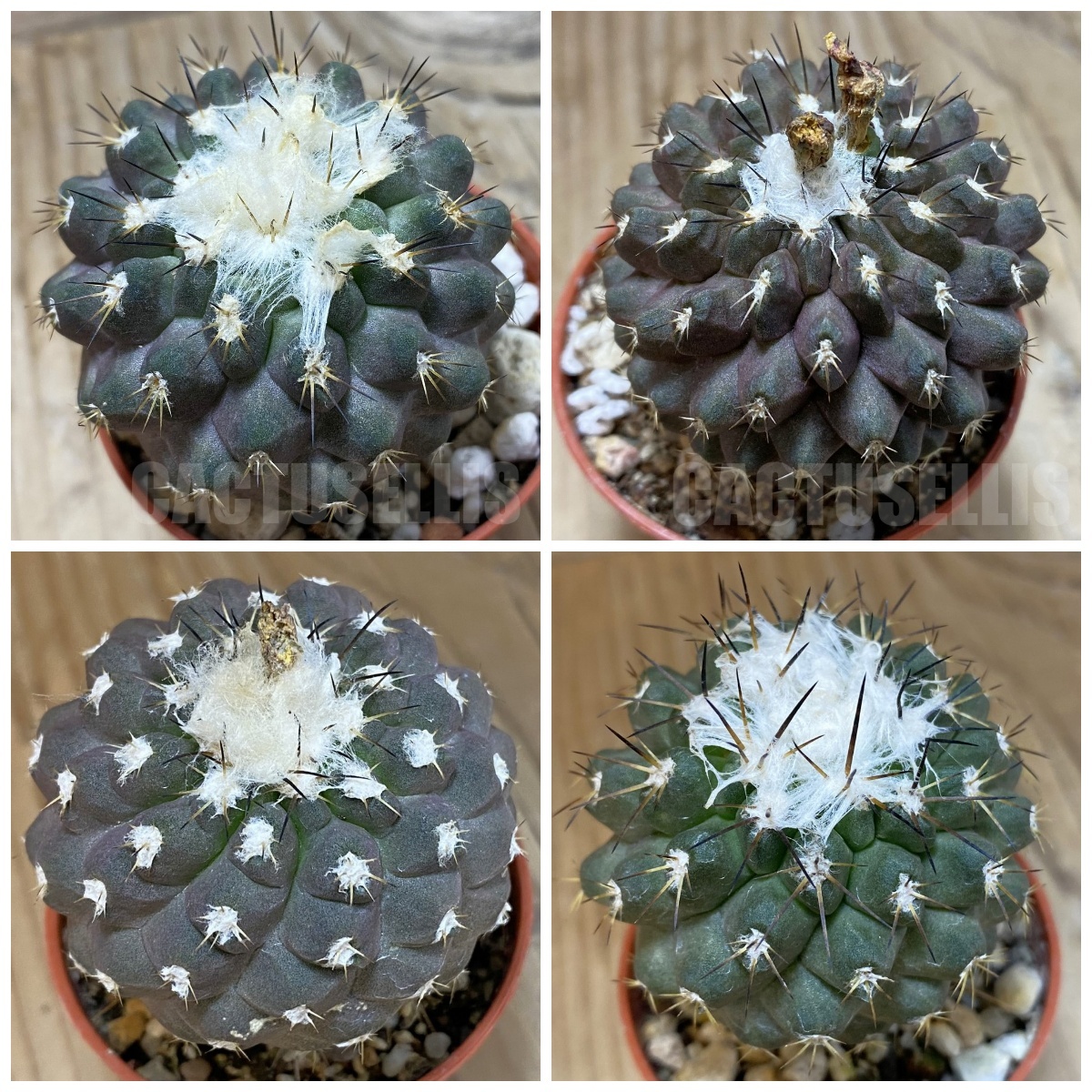 LOT236 10 SEEDS Copiapoa leonensis HR1061 2025