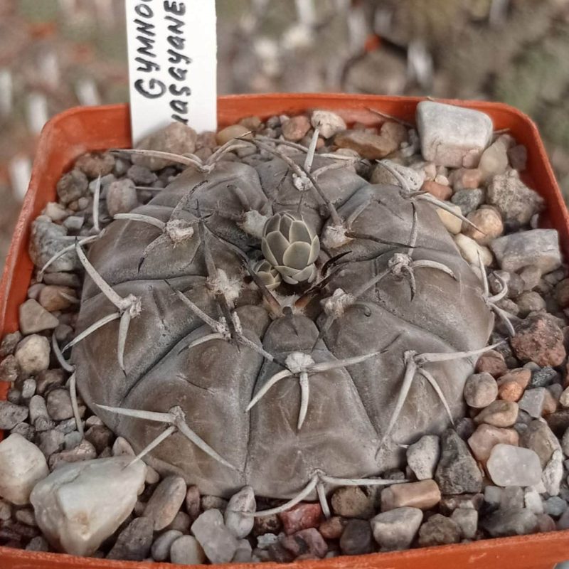 LOT36  20 SEEDS  Gymnocalycium  bodenbenderianum v.guasayanense VG1094  2025