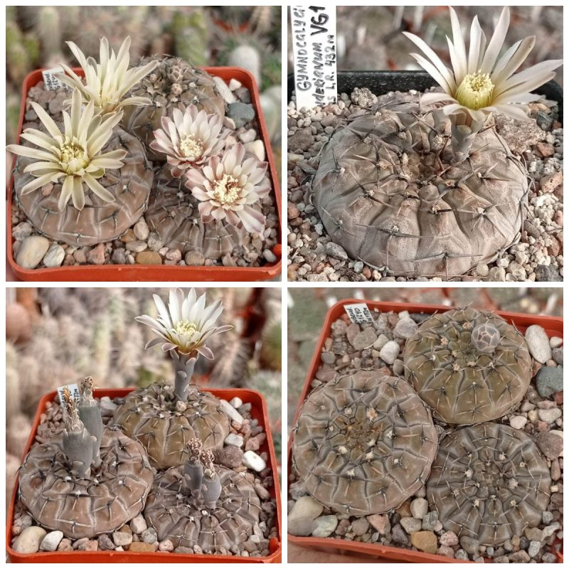 LOT40  20 SEEDS  Gymnocalycium bodenbenderianum VG1240  2025