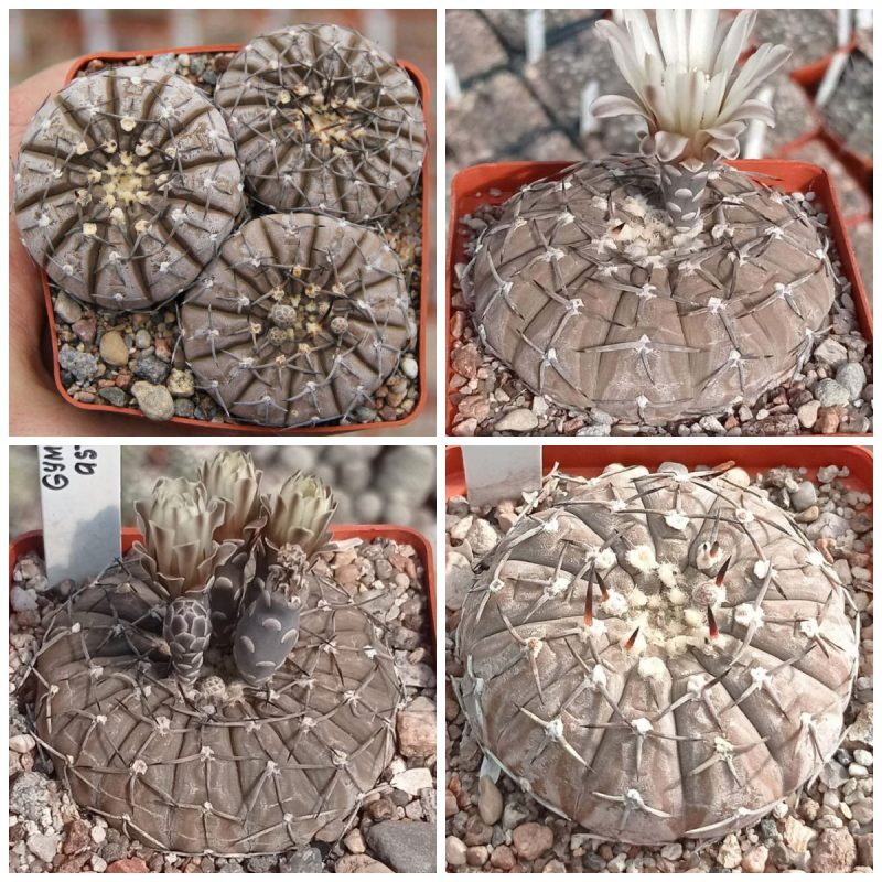 LOT41  20 SEEDS  Gymnocalycium asterium  2025