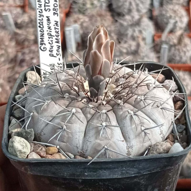 LOT43  20 SEEDS  Gymnocalycium bodenbenderianum v.paucispinum STO88-121/1  2025