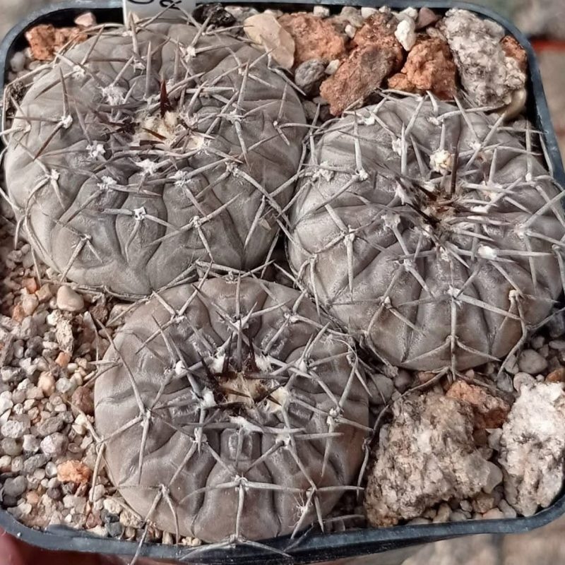 LOT44  20 SEEDS  Gymnocalycium bodenbenderianum VG1399    2025