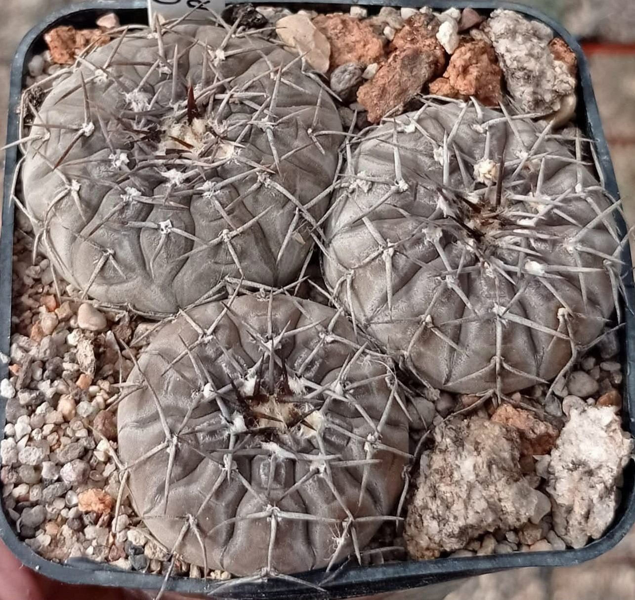 LOT44 20 SEEDS Gymnocalycium bodenbenderianum VG1399 2025