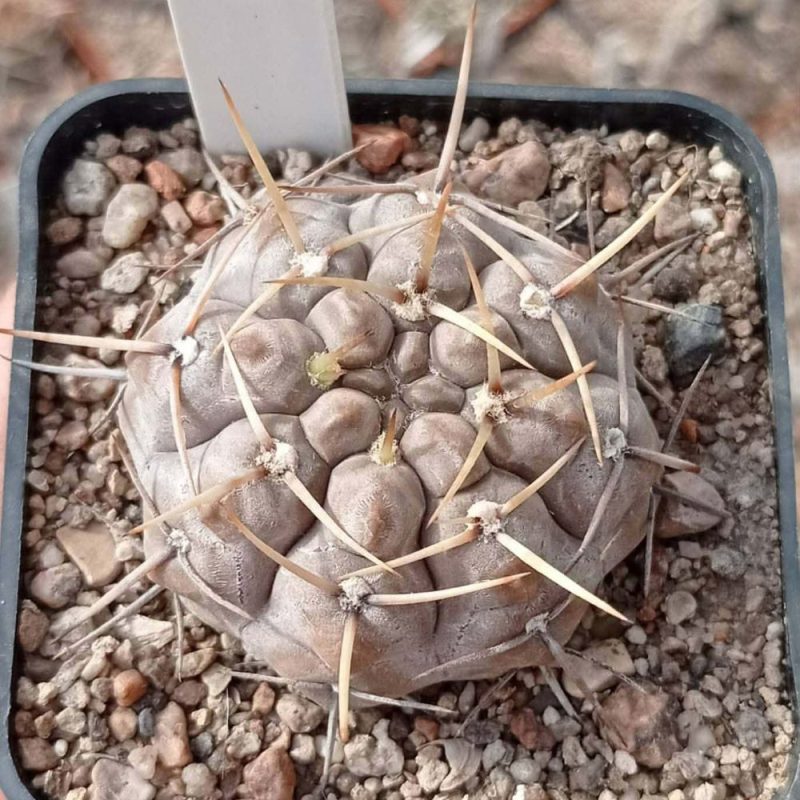 LOT45  20 SEEDS  Gymnocalycium borthii v.nogolense VG685    2025