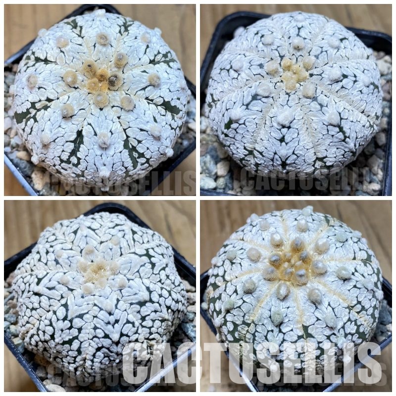 LOT479 10 SEEDS Astrophytum asterias ‘Super Kabuto’ 2025