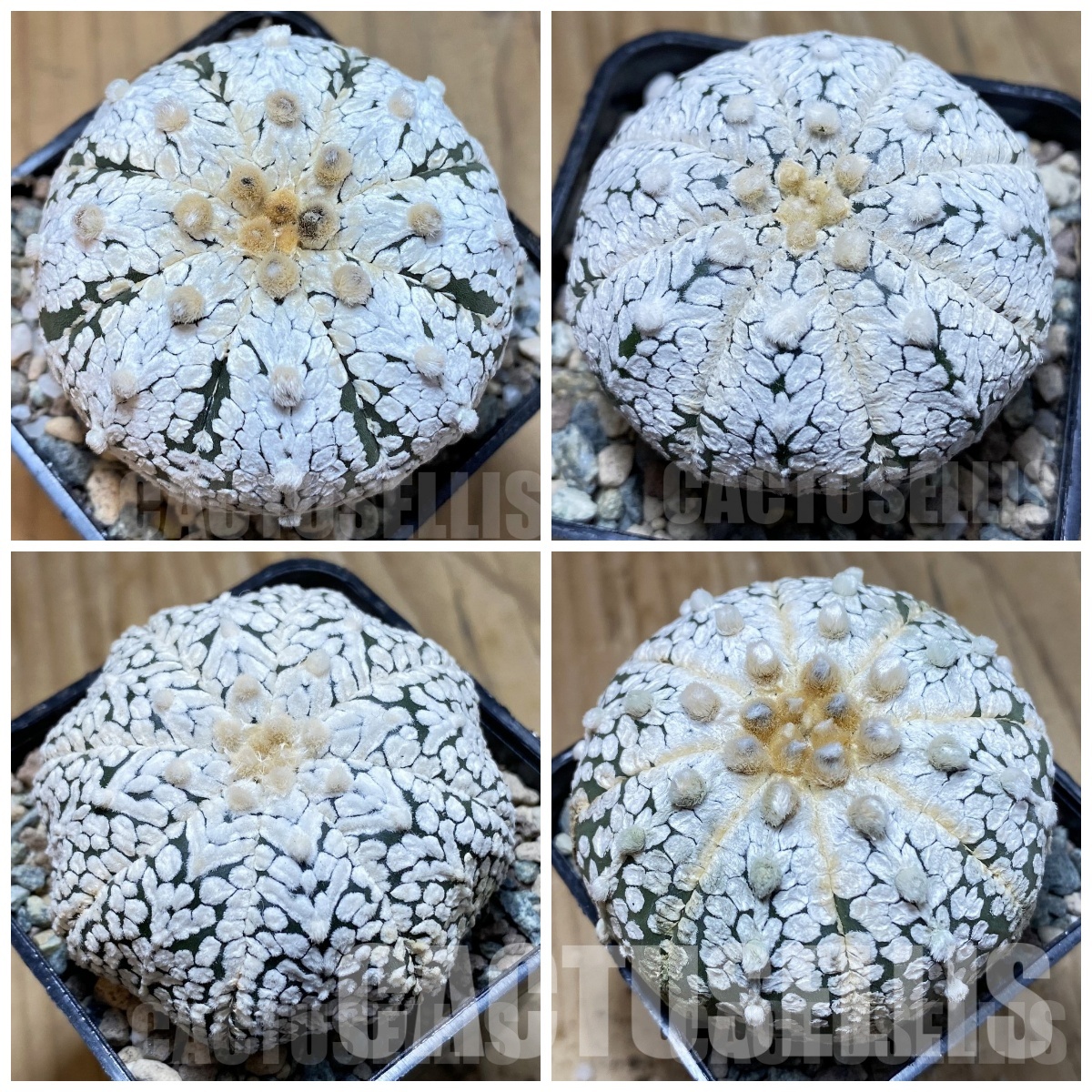 LOT479 10 SEEDS/10 СЕМЕНА Astrophytum asterias ‘Super Kabuto’ 2025