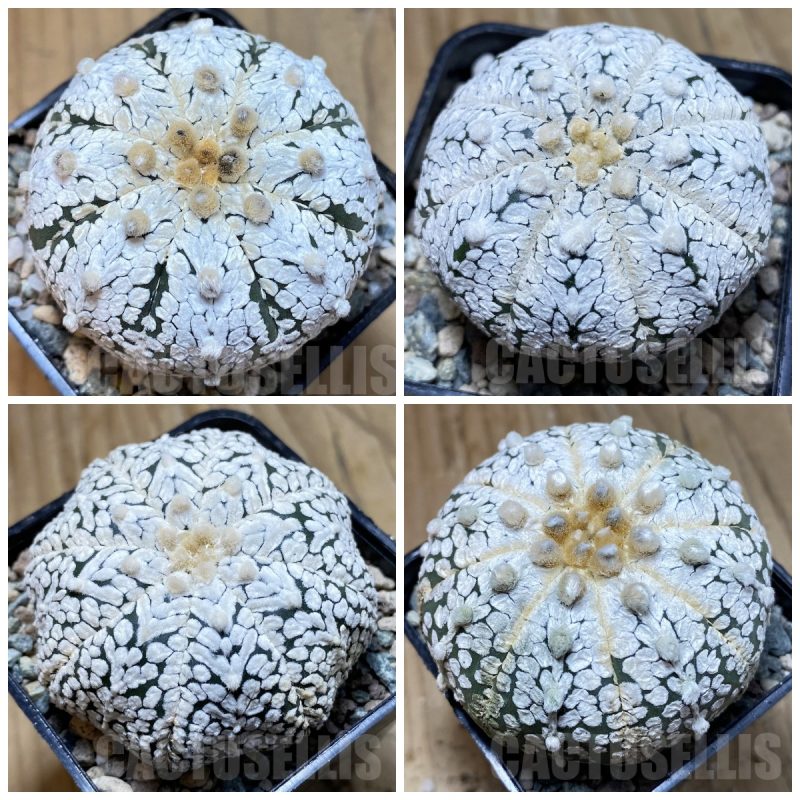 LOT479 10 SEEDS Astrophytum asterias ‘Super Kabuto’ mix 2025