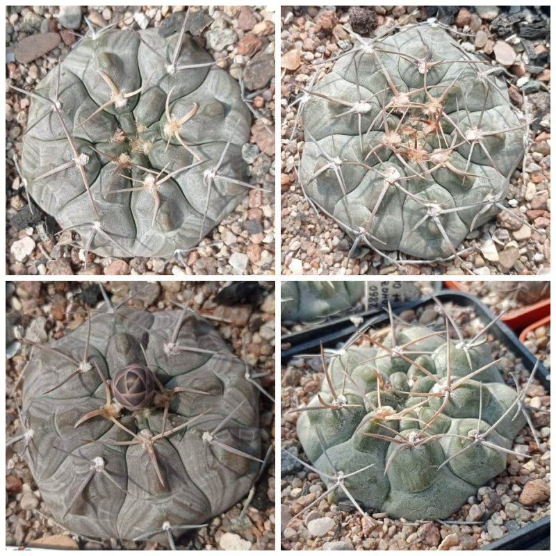 LOT49  20 SEEDS  Gymnocalycium prochazkianum v.simile JO1350.1   2025