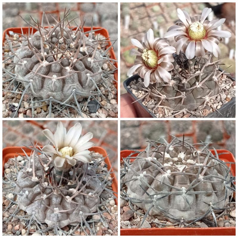 LOT56  20 SEEDS  Gymnocalycium piltziorum P38  2025