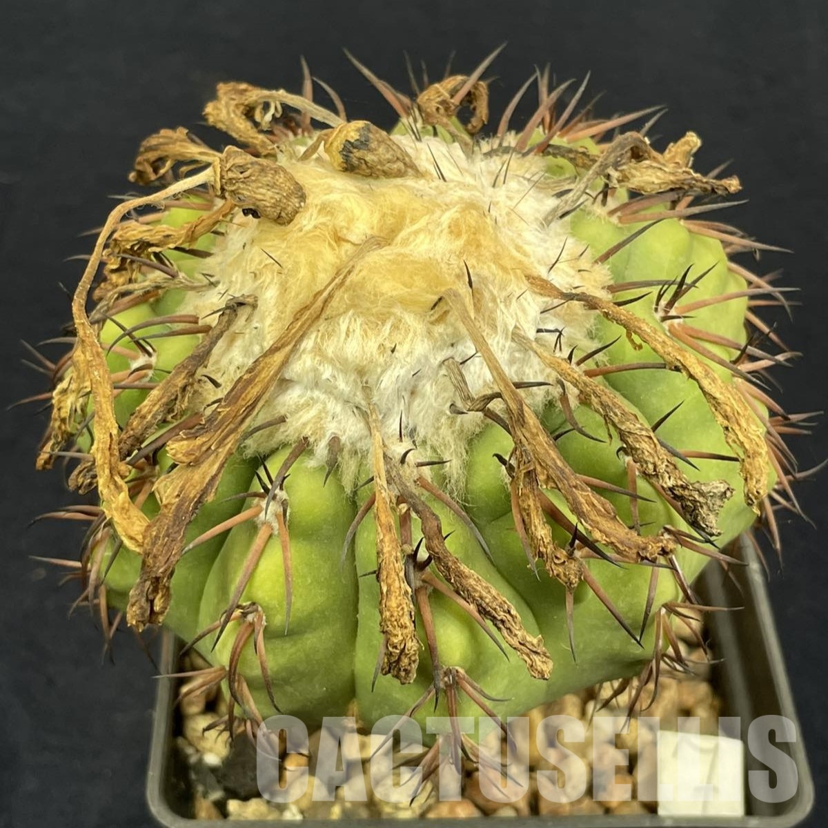 LOT1030 20 SEEDS Discocactus latispinus HU 146, 2025 - Image 2