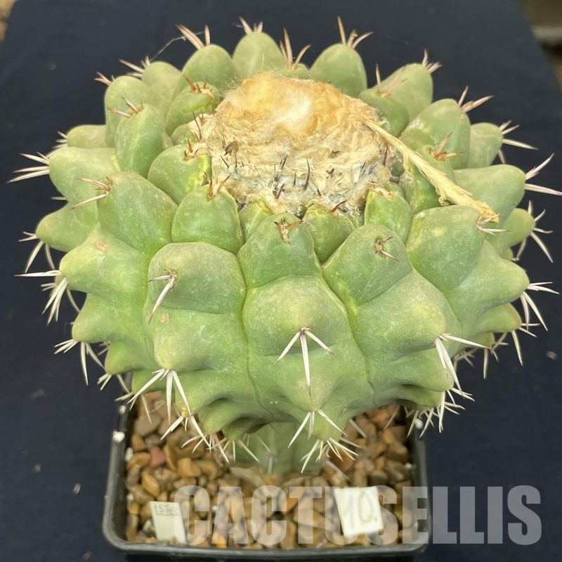 LOT1054 20 SEEDS  Discocactus semicampaniflorus , 2025