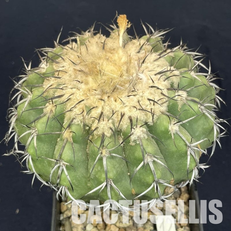 LOT1055 10 SEEDS  Discocactus tricornis v.deflexispinus , 2025