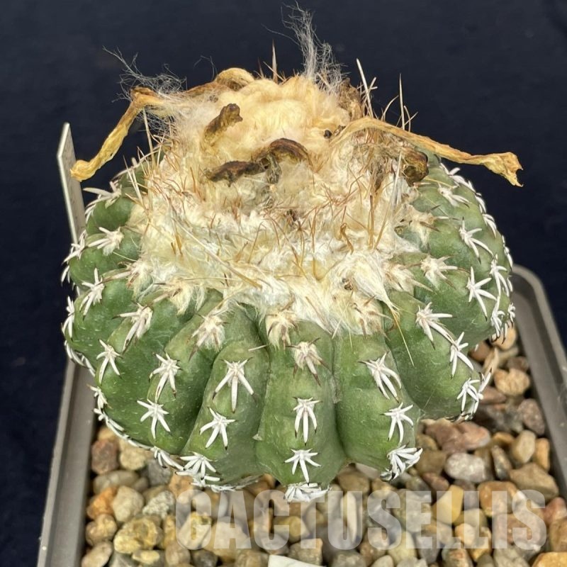 LOT1053 20 SEEDS Discocactus woutersianus , 2025