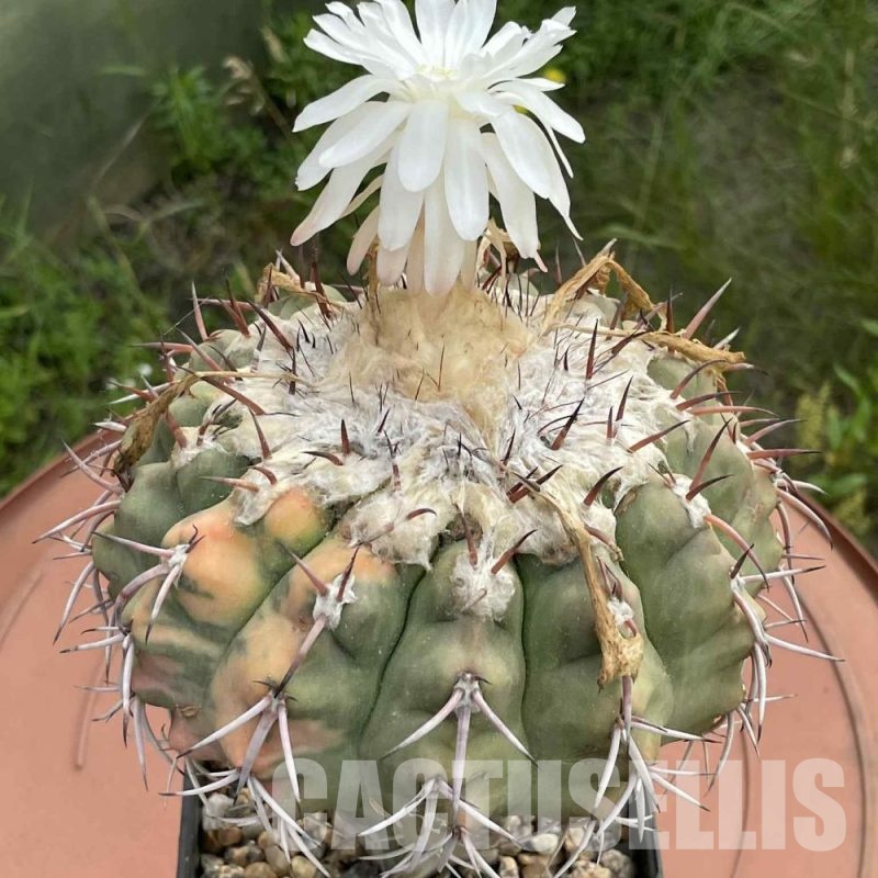 LOT824 10 SEEDS Discocactus chrystalophylus f. variagata HU582, 2025