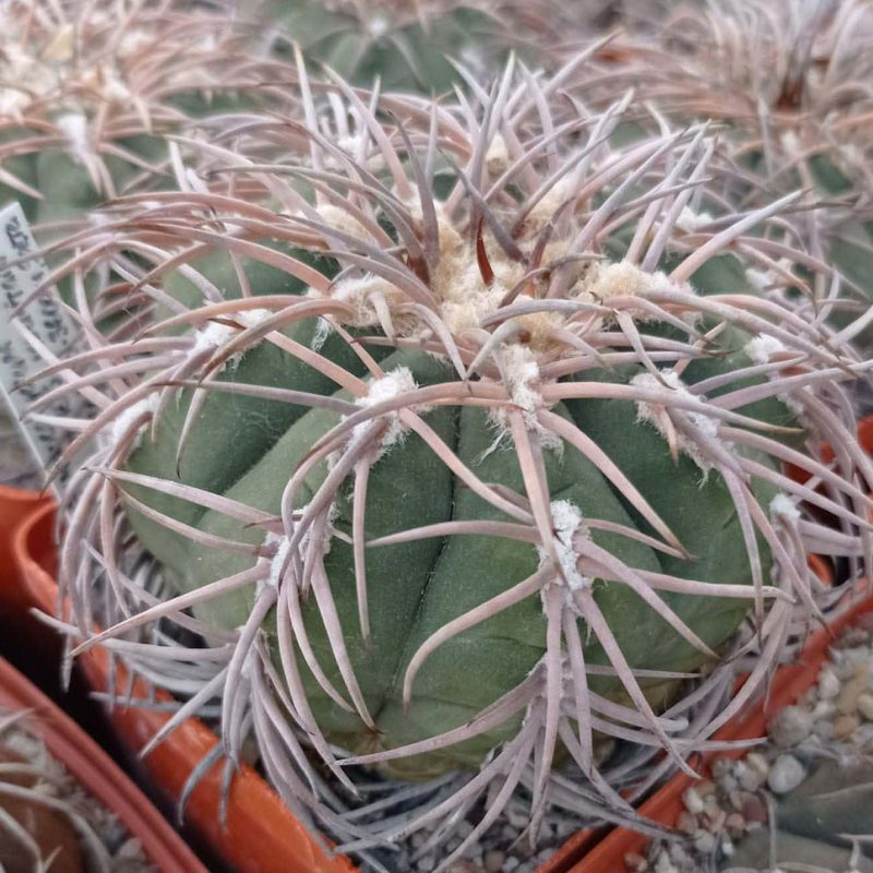 LOT996 20 SEEDS Gymnocalycium spegazzinii VS103 harvest 2025