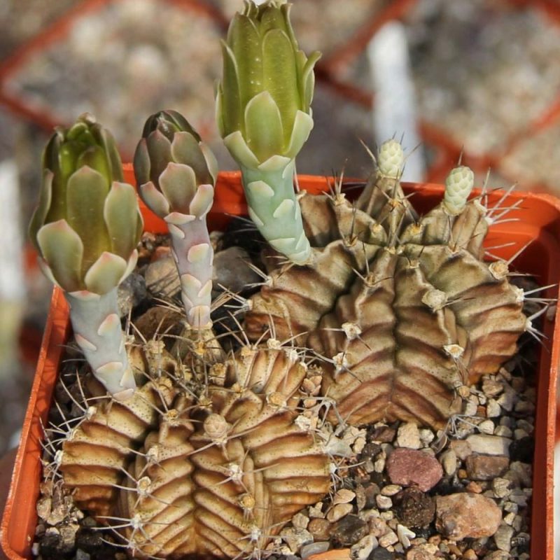 LOT997 20 SEEDS Gymnocalycium mihanovichii VoS05-005 harvest 2025