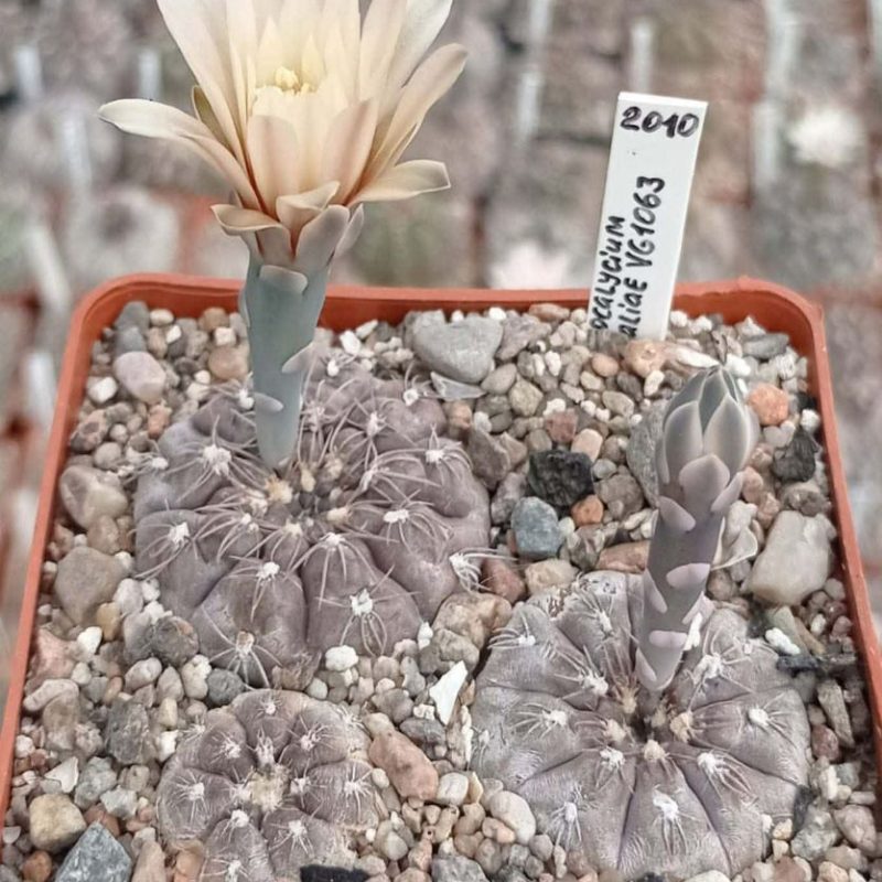 LOT998 20 SEEDS Gymnocalycium nataliae VG1063 harvest 2025