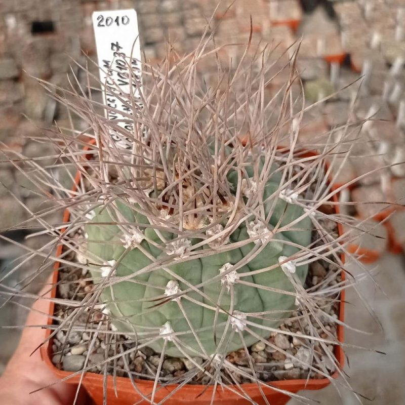 LOT999 20 SEEDS Gymnocalycium mazanense VG1037 harvest 2025