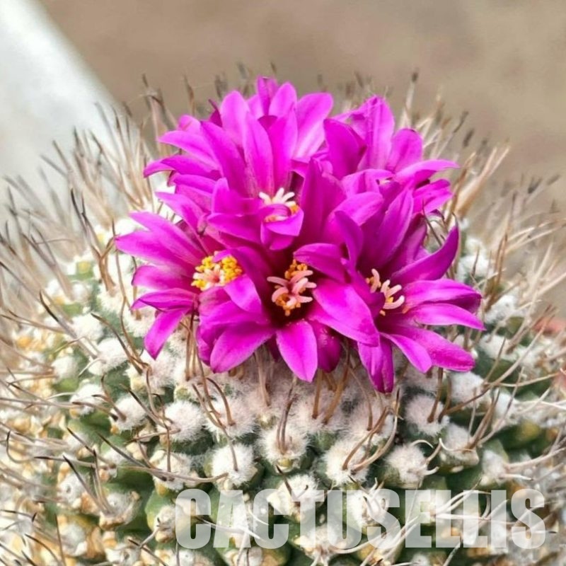 LOT1049 100SEEDS Strombocactus esperanzae , 2025