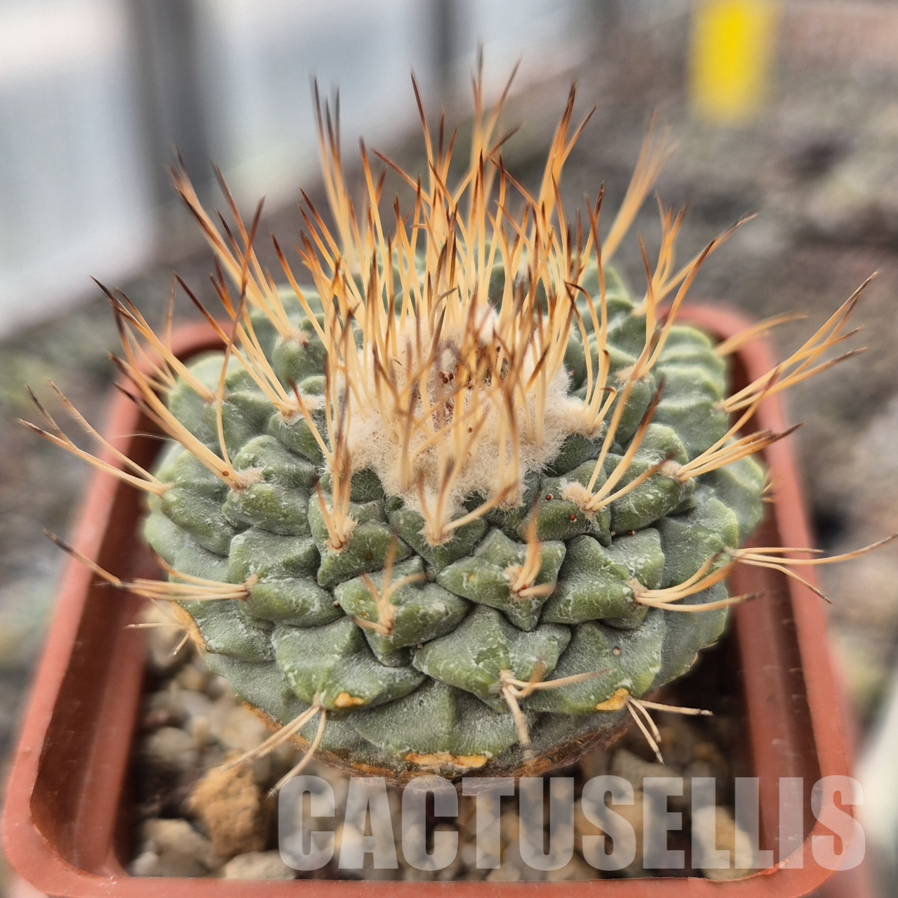 LOT1048 20SEEDS Strombocactus esperanzae , 2025