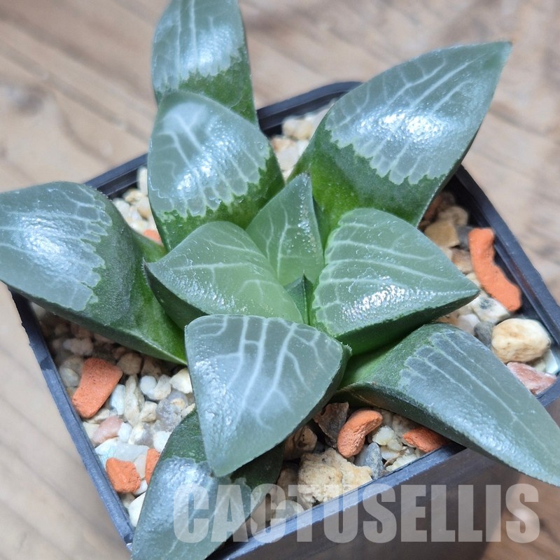 VVG13547 Haworthia bayeri x comptoniana seedling