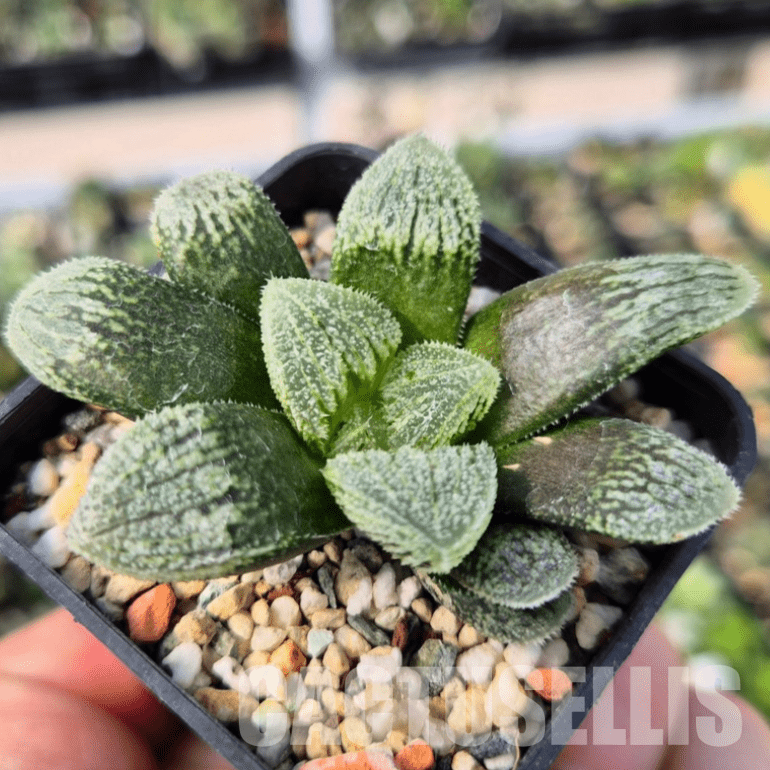 VVG15326 Haworthia ‘Black Major’ x 'Kegazato' x ‘Yulia’ F2 seedling