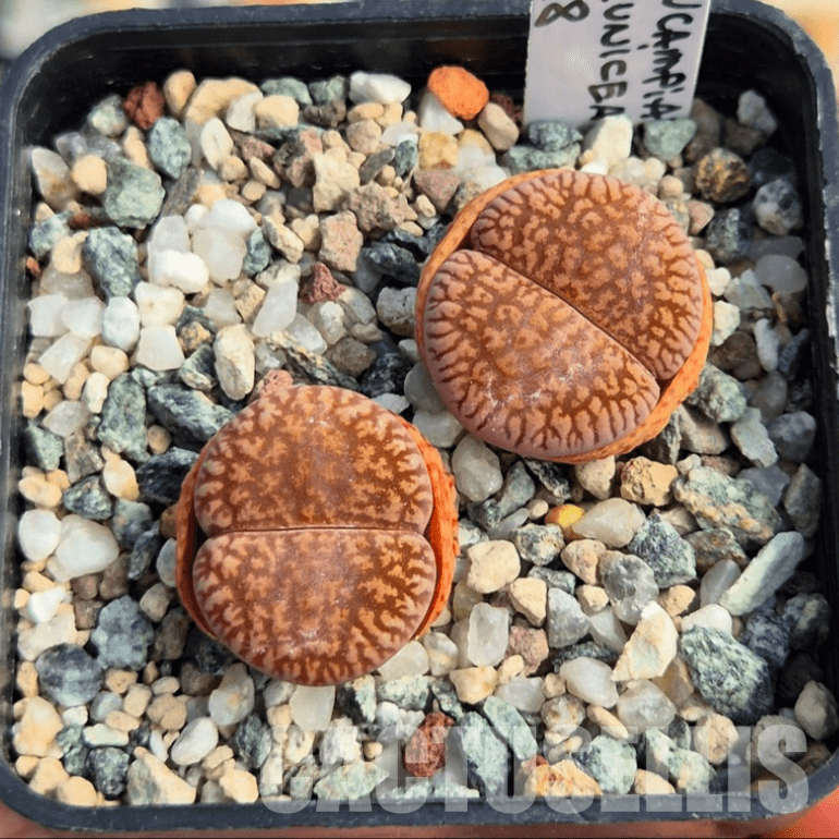 VVG20418 Lithops aucampiae v. euniceae C48 seedling 2 plants