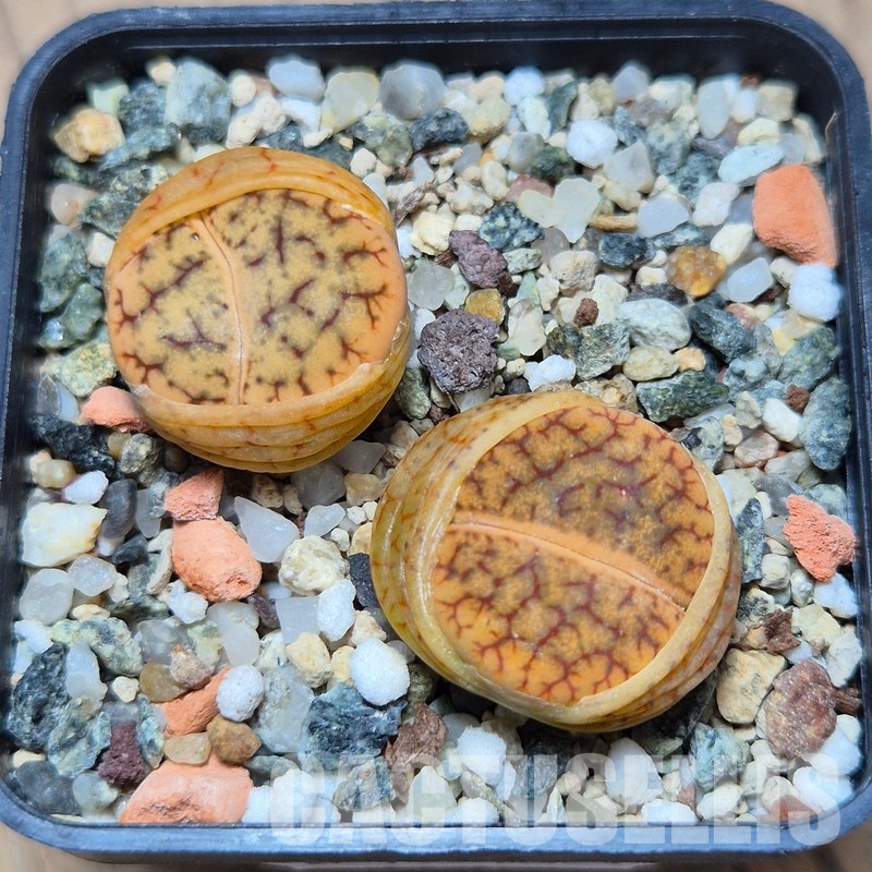 VVG21839 Lithops gracilidelineata v. brandbergensis C383 2 plants seedling