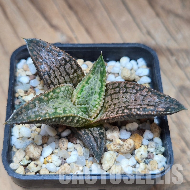 VVG25532 Haworthia ‘White Kintaikyo’