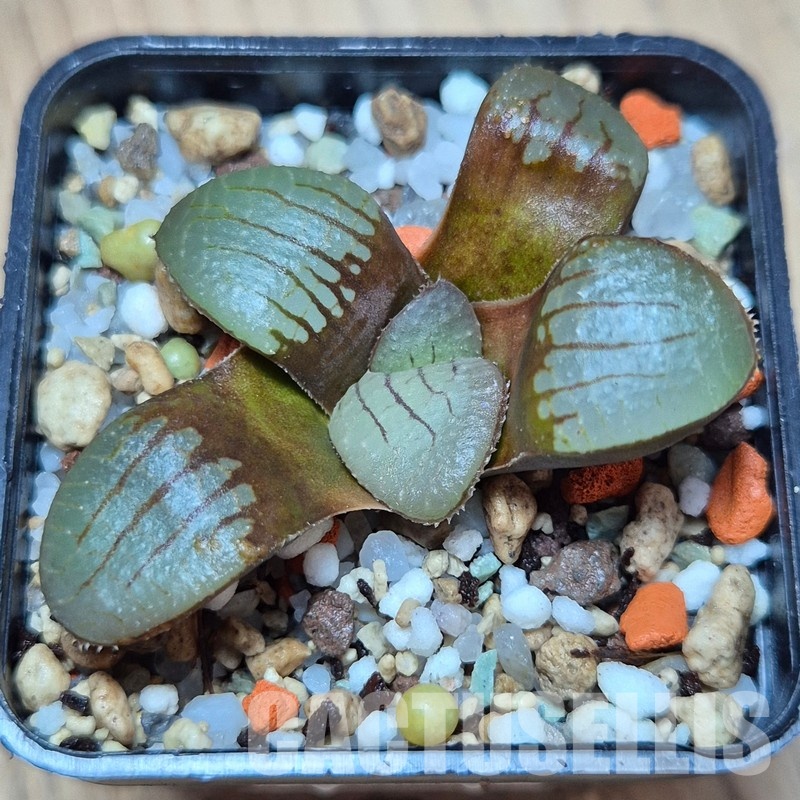 VVG25580 Haworthia springbokvlakensis seedling