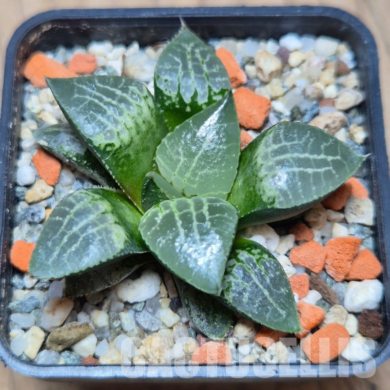 VVG25590 Haworthia comptoniana ‘Crystal’ seedling