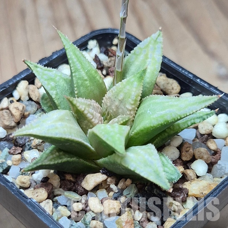VVG26100 Haworthia 'Anna Rosa' x 'Metarika'