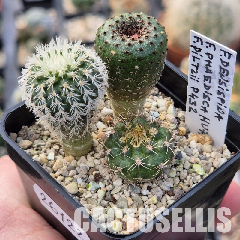 VVG26122 Frailea mix 3 plants seedling