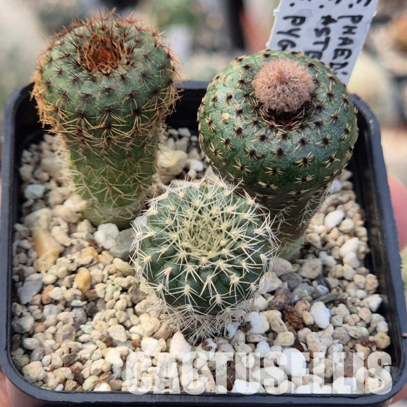 VVG26123 Frailea mix 3 plants seedling