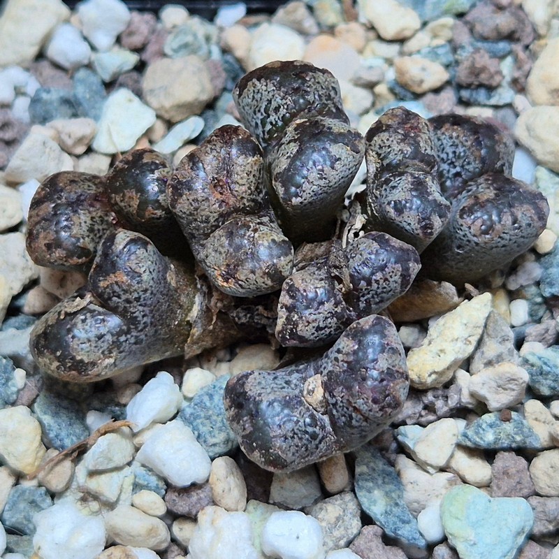 VVG27473 Conophytum pellucidum