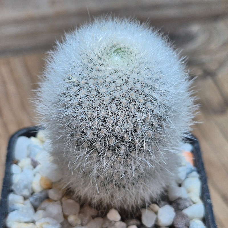 VVG27474  Rebutia muscula