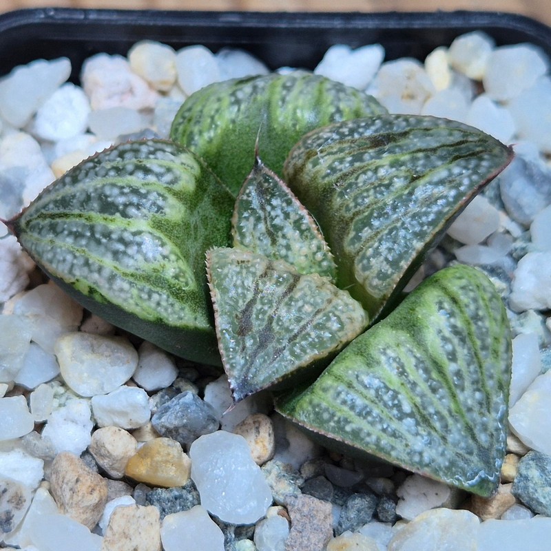 VVG27476 Haworthia splendens ‘Silver Emperor’