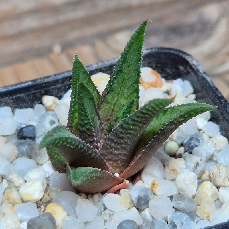 VVG27478 Haworthia woolleyi x koelmaniorum cutting - Image 2