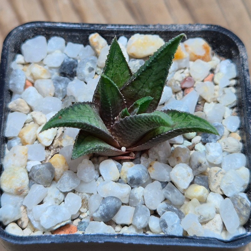 VVG27478 Haworthia woolleyi x koelmaniorum cutting - Image 3