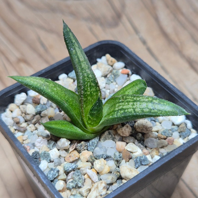 VVG27483 Haworthia woolleyi x koelmaniorum seedling