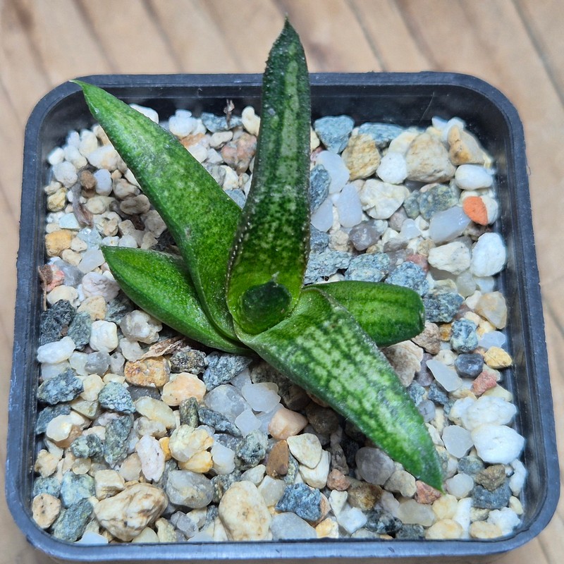 VVG27483 Haworthia woolleyi x koelmaniorum seedling - Image 2