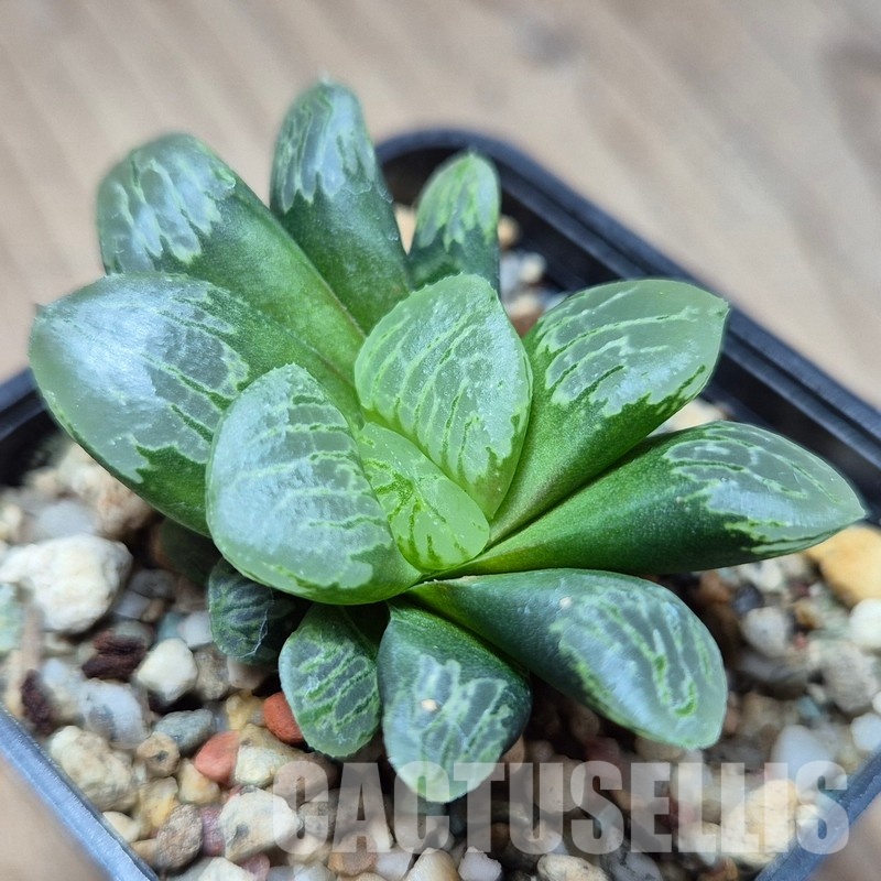VVG27484 Haworthia VVG2 x VVG3 clon2  cutting