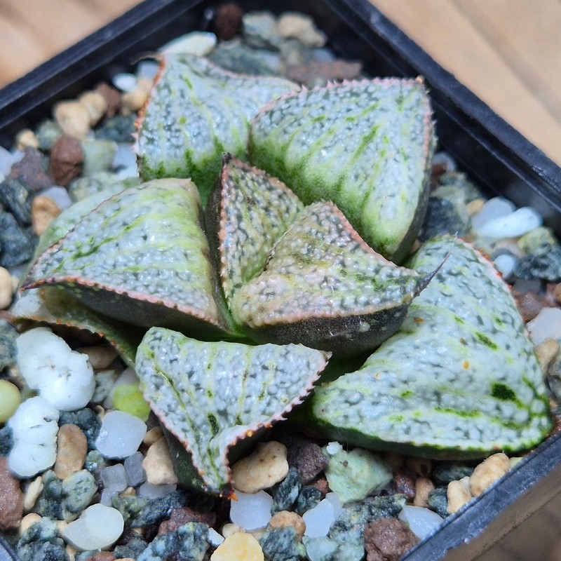 VVG27485 Haworthia splendens ‘Taj Mahal’