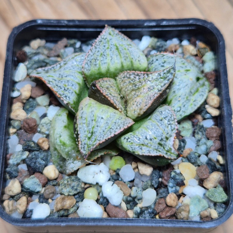 VVG27485 Haworthia splendens ‘Taj Mahal’ - Image 2
