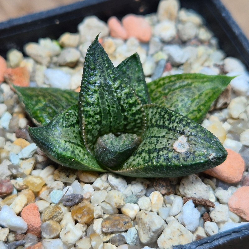 VVG27489 Haworthia woolleyi x koelmaniorum seedling