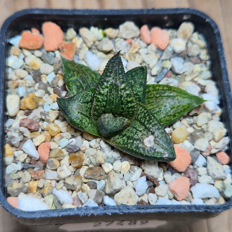 VVG27489 Haworthia woolleyi x koelmaniorum seedling - Image 2