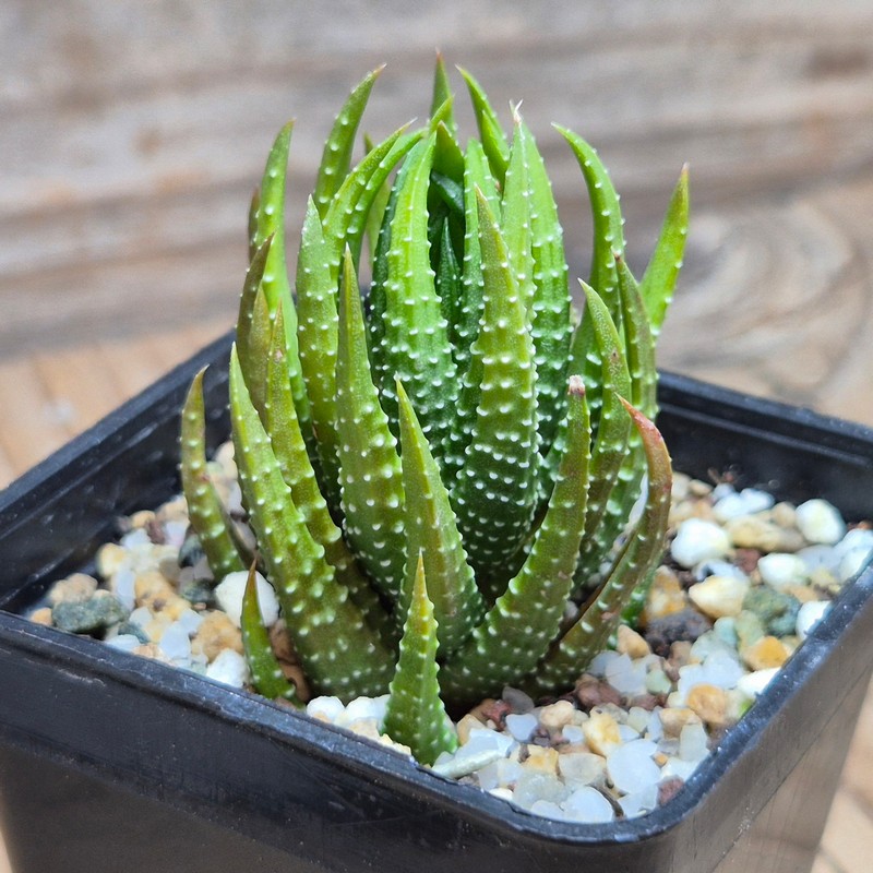 VVG27491 Haworthia coarctata -5 miles sing to Grahamstoun-