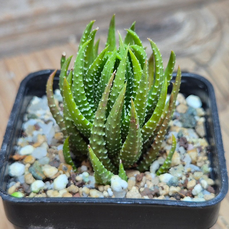 VVG27491 Haworthia coarctata -5 miles sing to Grahamstoun- - Image 2