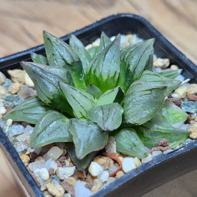 VVG27498 Haworthia atrofusca 'Watermelon'