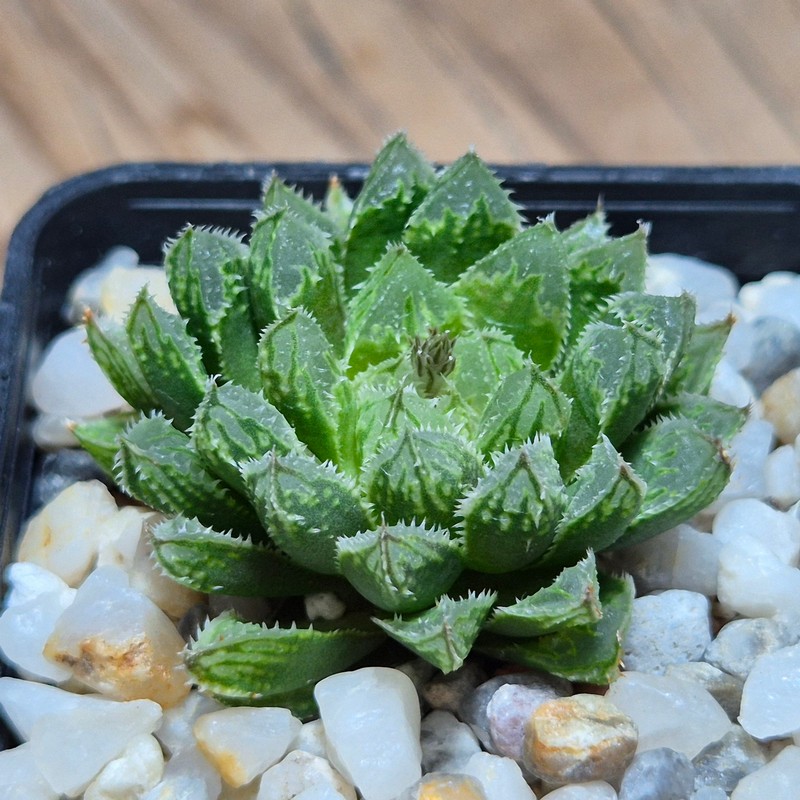 VVG27500 Haworthia ‘Kegazato’ x cooperi clon 21 x clon 22